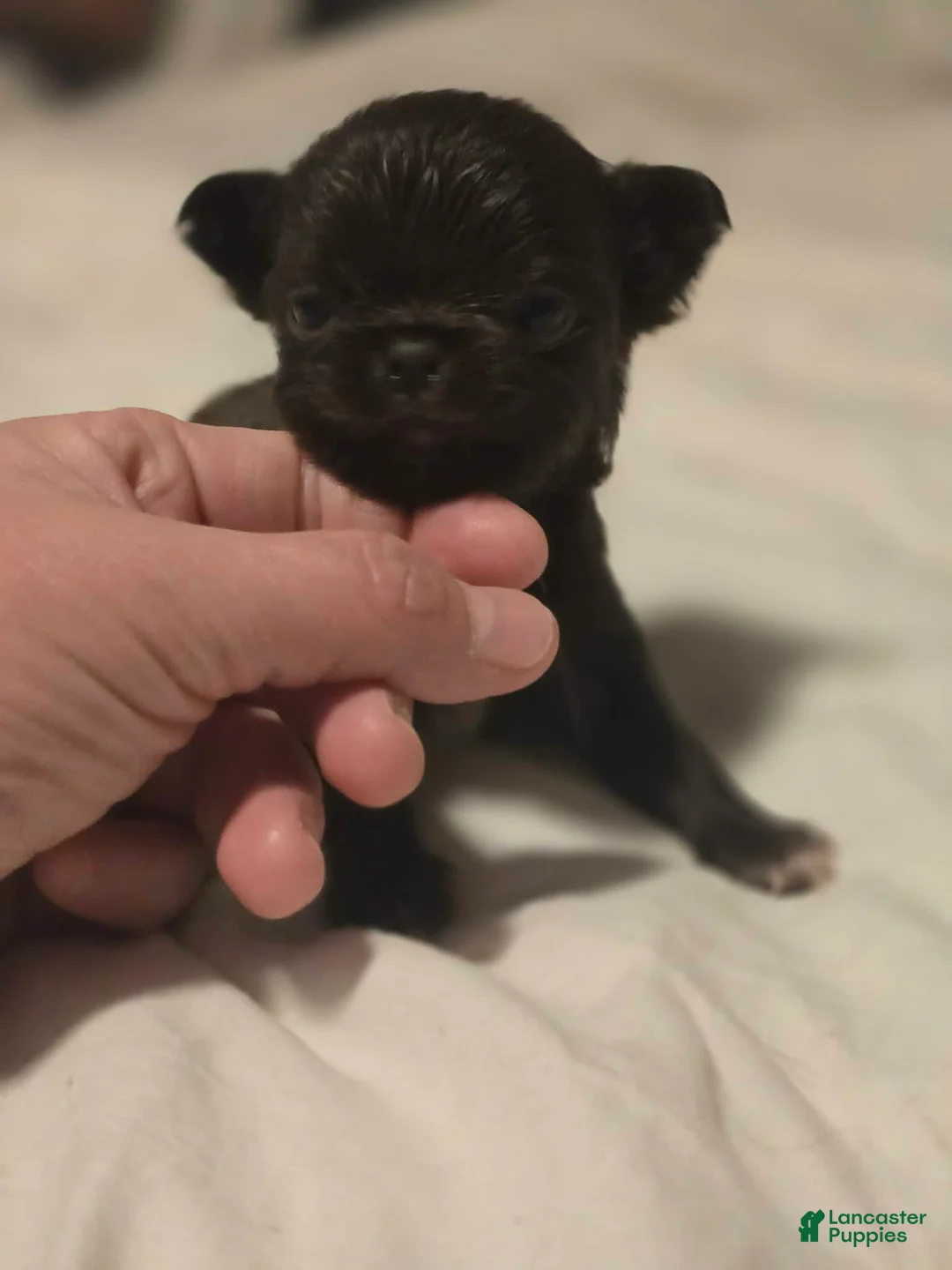 Chihuahua dogs for sale: jake - Ad 1