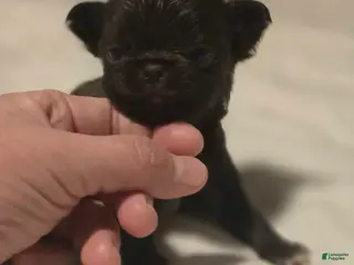 Chihuahua dogs jake - Ad 42