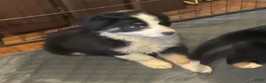 Ben