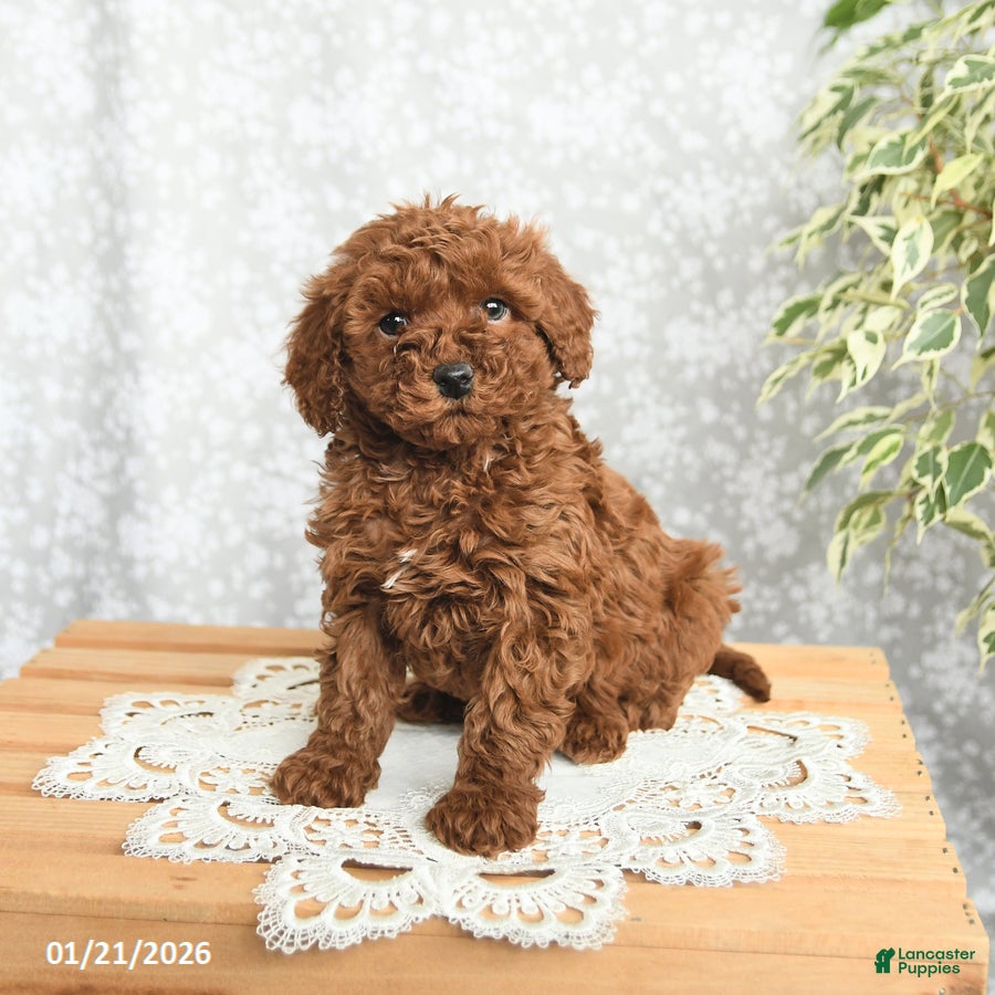 Mini Goldendoodle dogs Peanut  - Ad 33