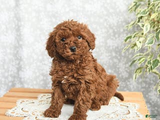 Mini Goldendoodle dogs Peanut - Ad 30
