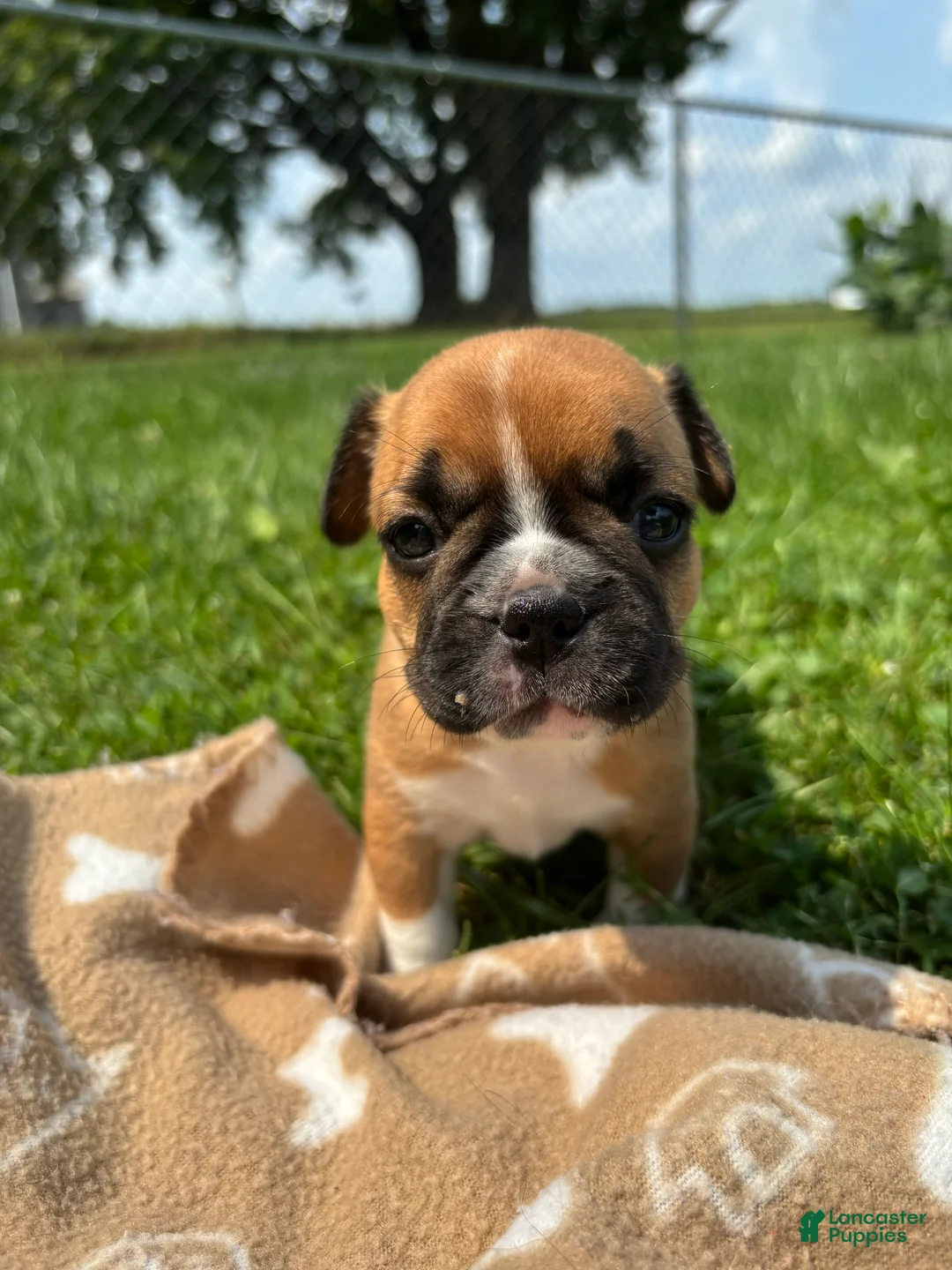 Frenchton dogs for sale: Pez - Ad 2