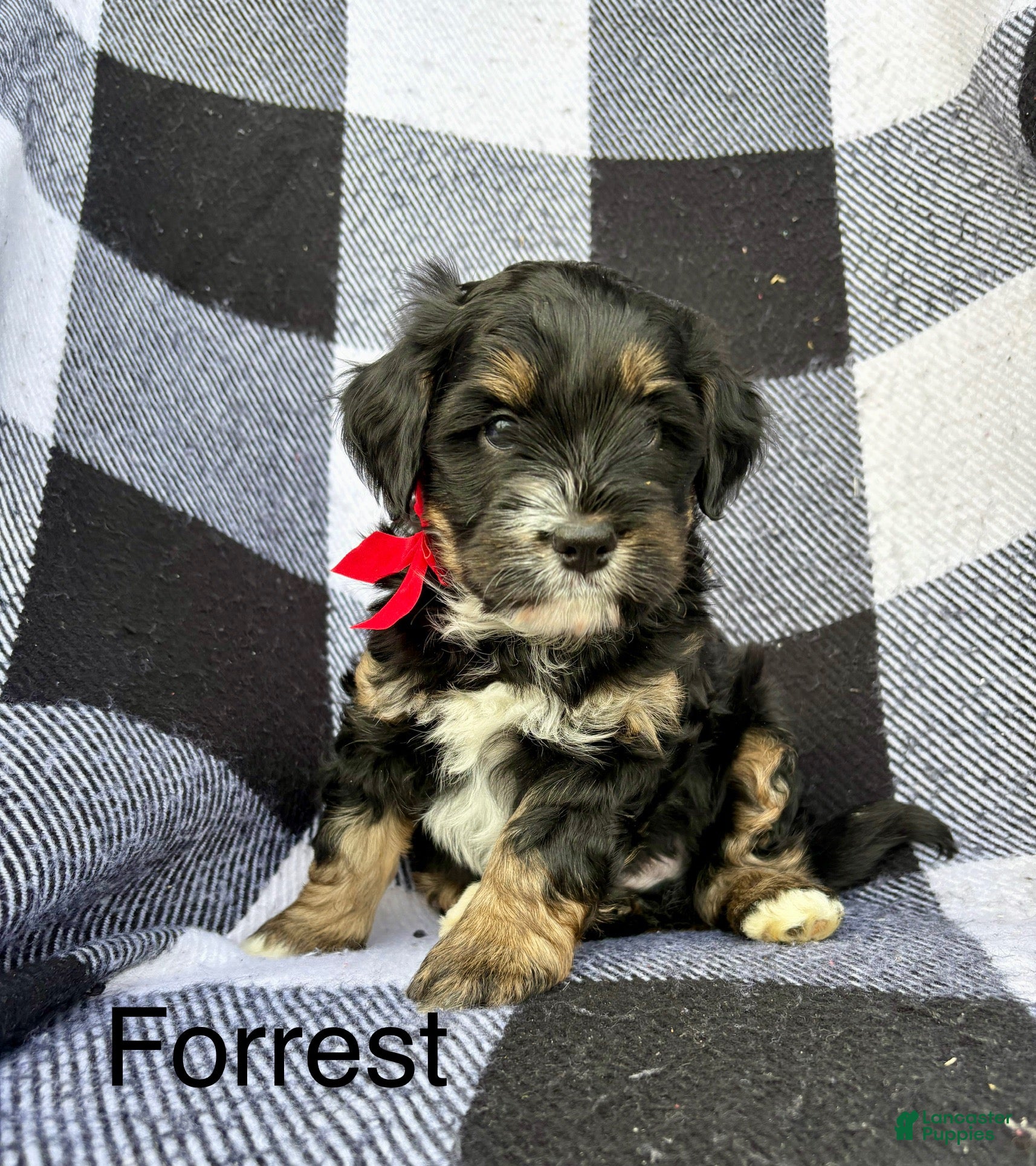 Mini Bernedoodle dogs Mini Bernedoodle Puppy 2 - Ad 2