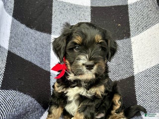 Mini Bernedoodle dogs Mini Bernedoodle Puppy 2 - Ad 14