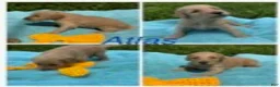 Goldendoodle dogs for sale: Atlas - Ad 4