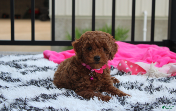 Miniature Poodle dogs Sally - Ad 1