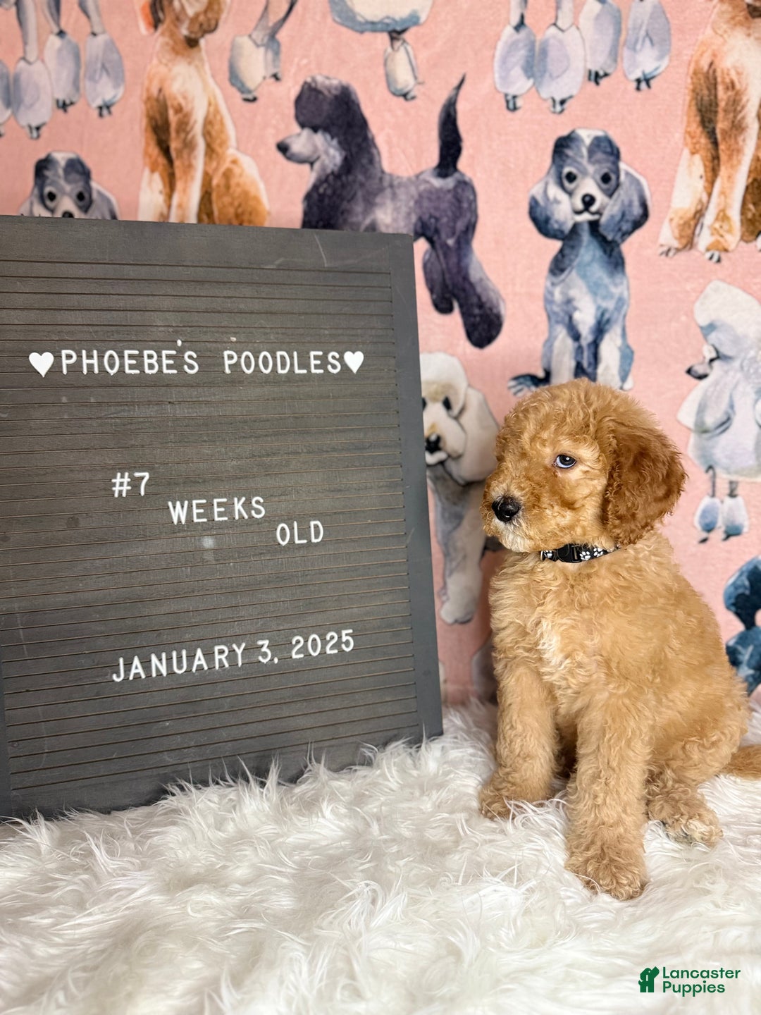 Standard Poodle dogs for sale: Standard Poodle Puppy 3 - Ad 4