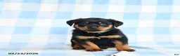 Rottweiler dogs for sale: Wrangler - Ad 2