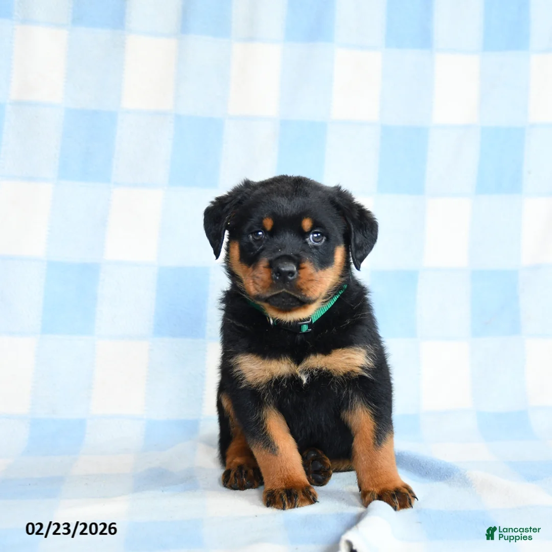 Rottweiler dogs for sale: Wrangler - Ad 2