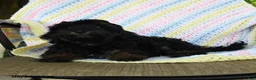 Havapoo dogs for sale: Button - Ad 5