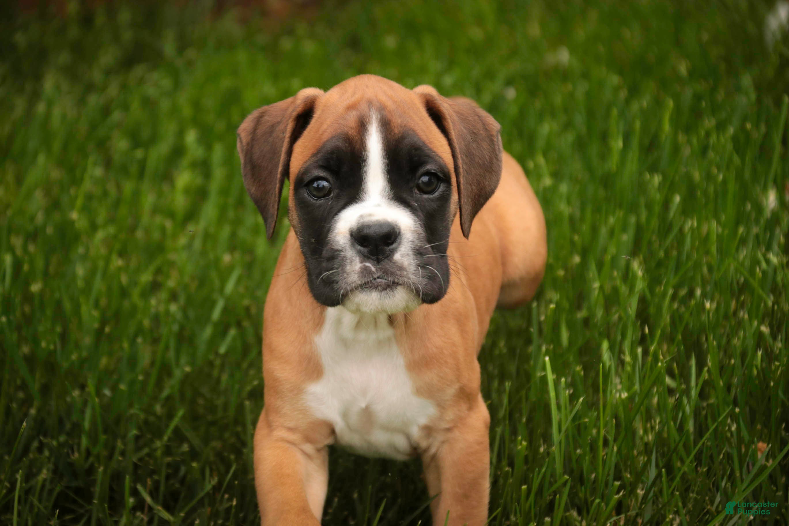 Boxer dogs Crew - Ad 1