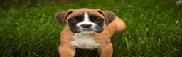 Boxer dogs for sale: Crew - Ad 1