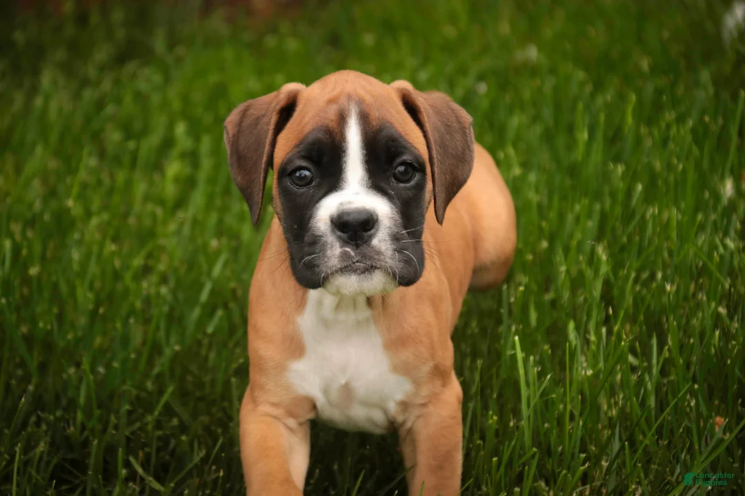 Boxer dogs for sale: Crew - Ad 1