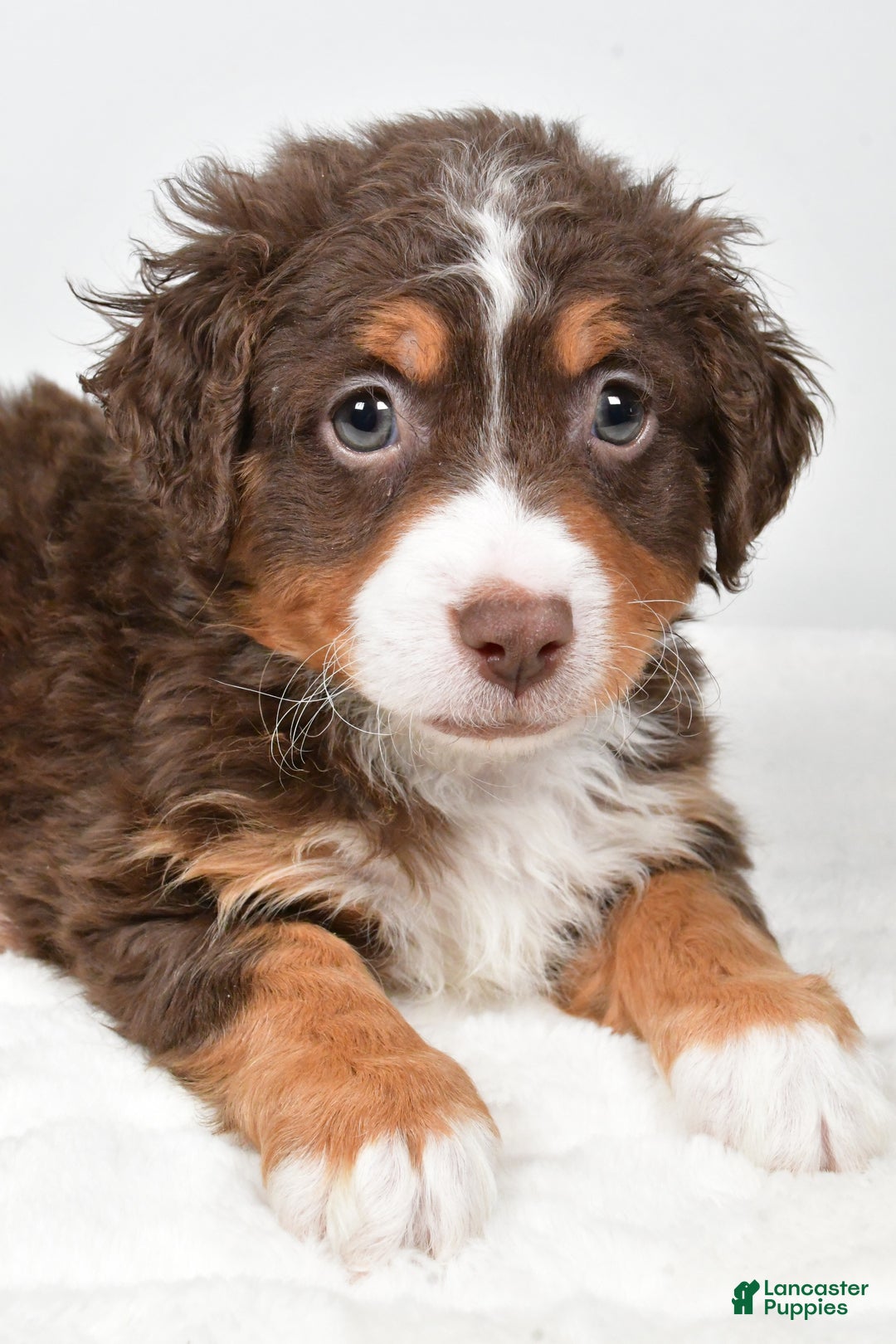 Mixed Breed dogs for sale: Lucas - Ad 4