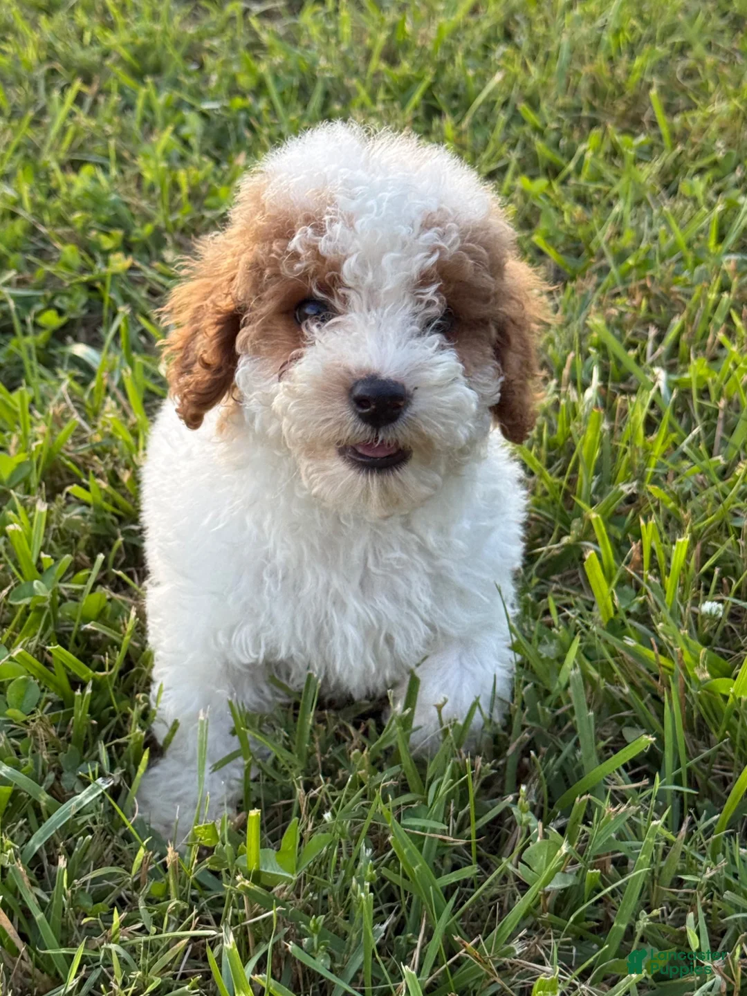 Toy Poodle dogs for sale: Toy Poodle 1 - Ad 1