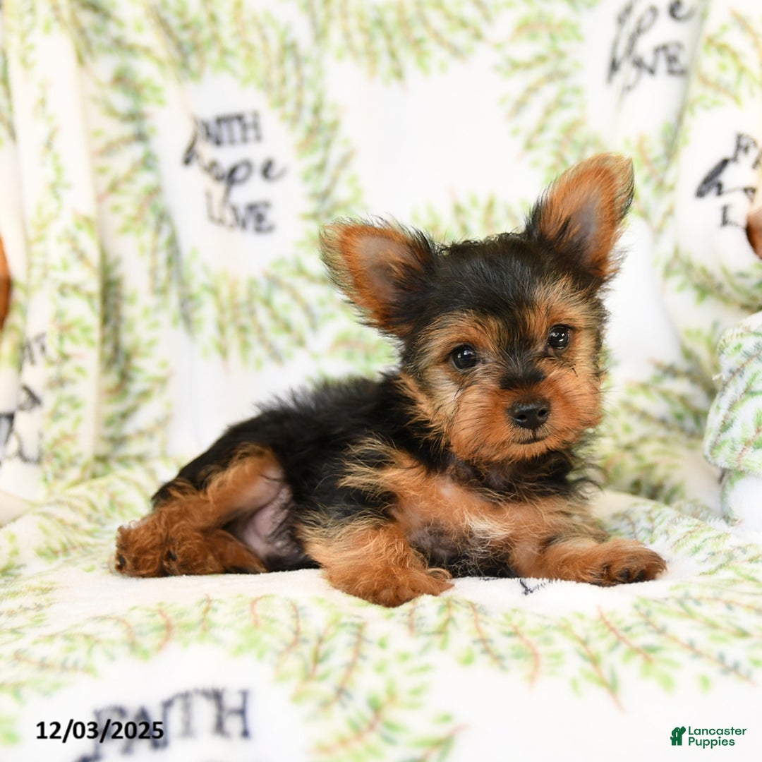 Yorkshire Terrier dogs for sale: Rusty - Ad 3