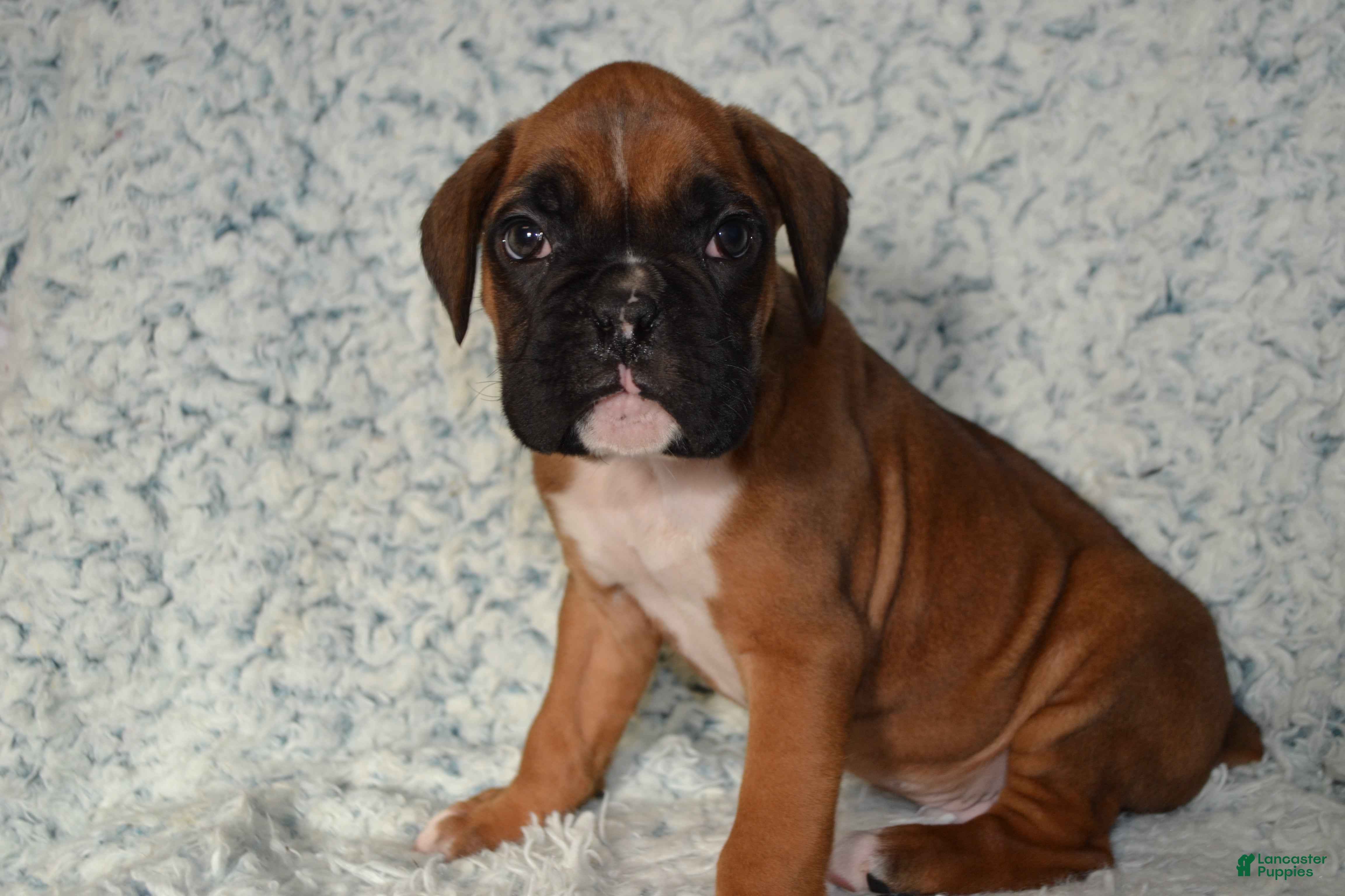 Boxer dogs Simba - Ad 2