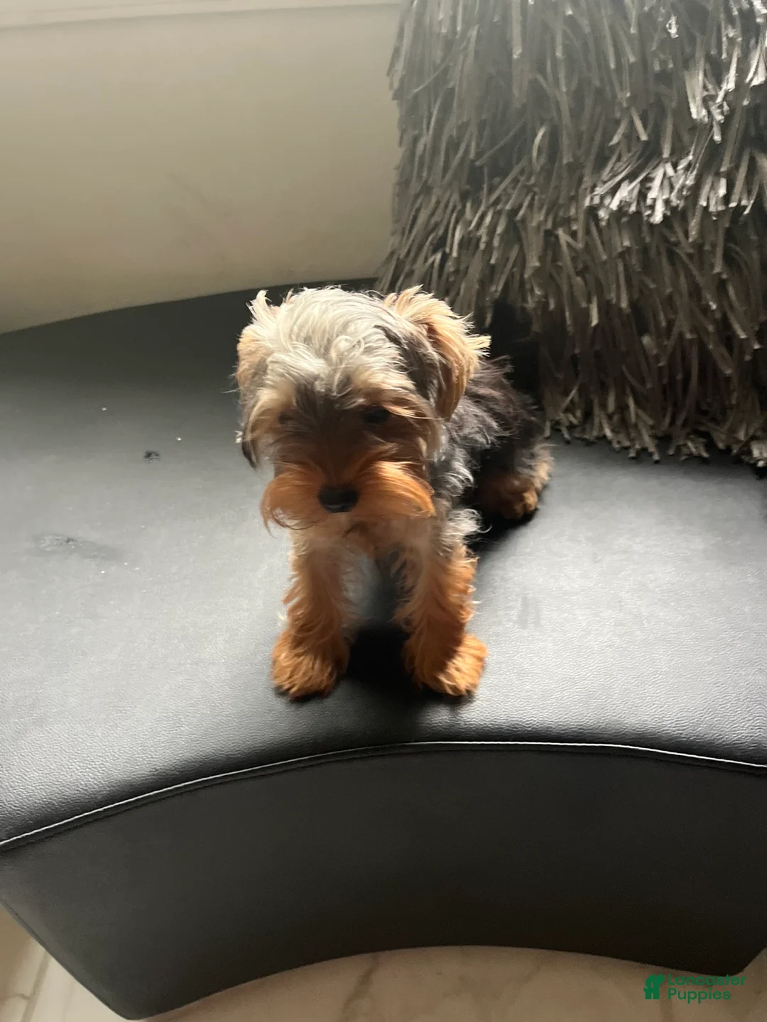 Yorkshire Terrier dogs for sale: Yorkshire Terrier Puppy 1 - Ad 2