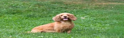 Cockapoo dogs for sale: Oakley - Ad 7
