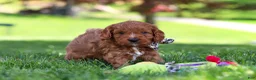 Cavapoo dogs for sale: Ashton - Ad 7