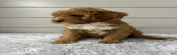 Cavapoo dogs for sale: Dawson - Ad 5