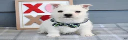 West Highland Terrier dogs for sale: Baxter - Ad 5