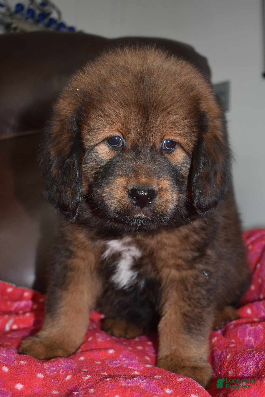 Tibetan Mastiff dogs Ava - Ad 2