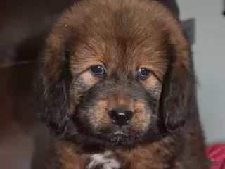 Tibetan Mastiff dogs Ava - Ad 2