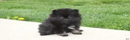 Pomeranian dogs for sale: Connie  - Ad 13