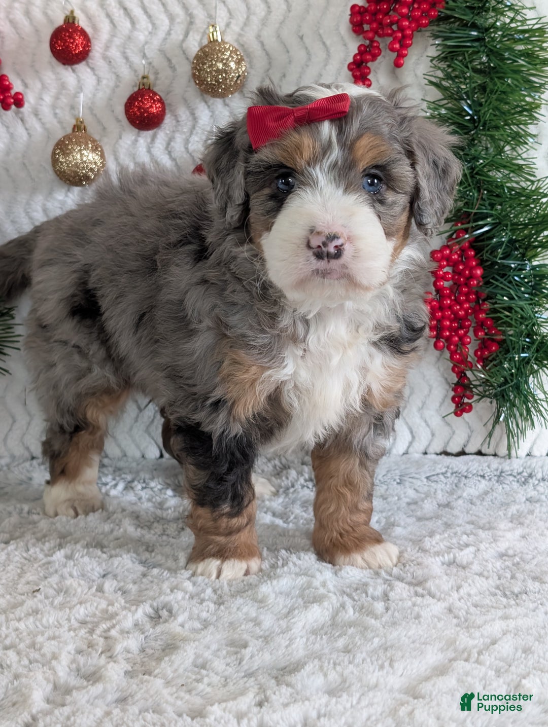 Mini Bernedoodle dogs for sale: Mini Niko  - Ad 40