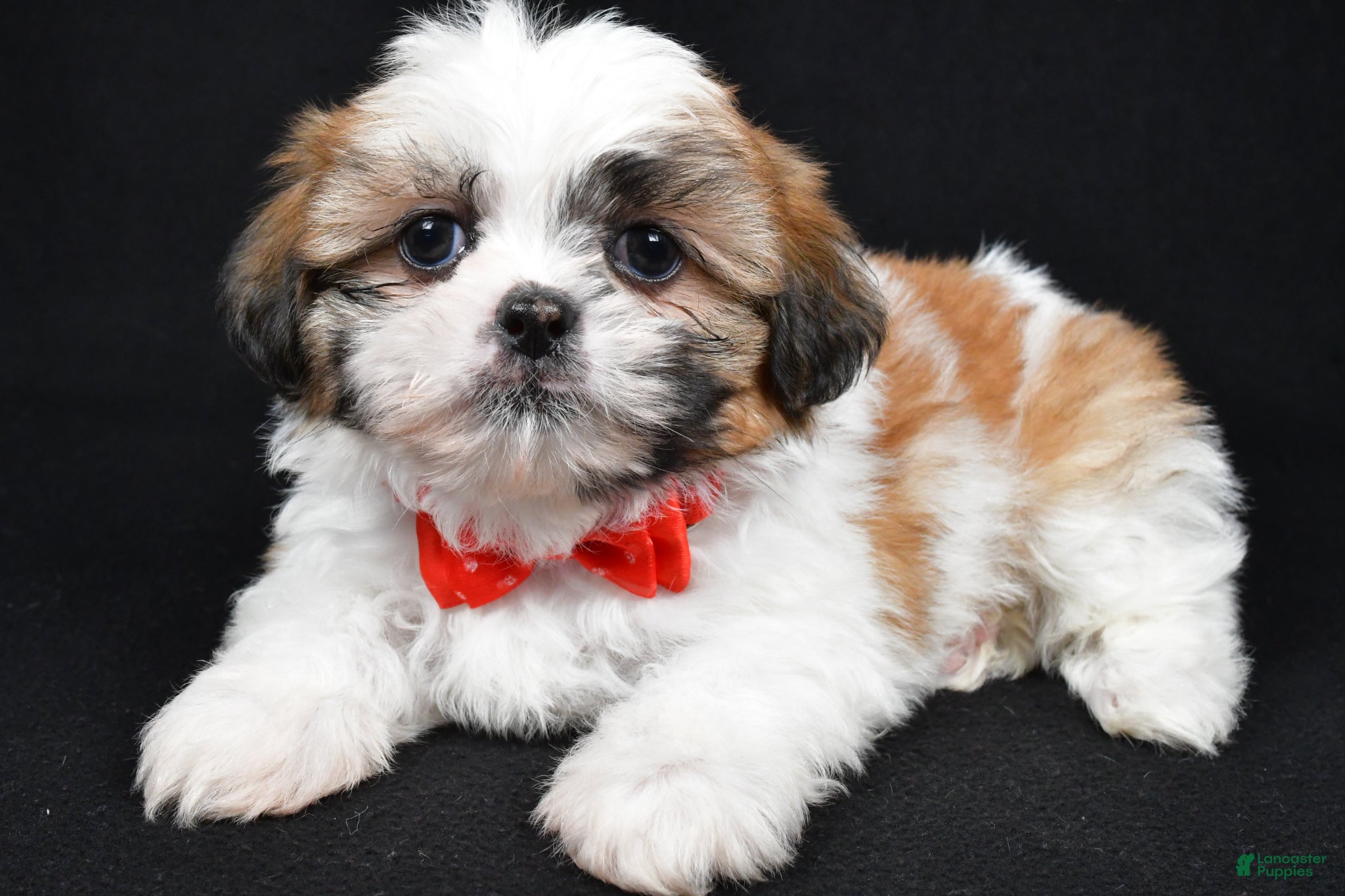 Shih Tzu dogs Sylis - Ad 2