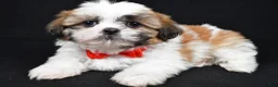 Shih Tzu dogs for sale: Sylis - Ad 2