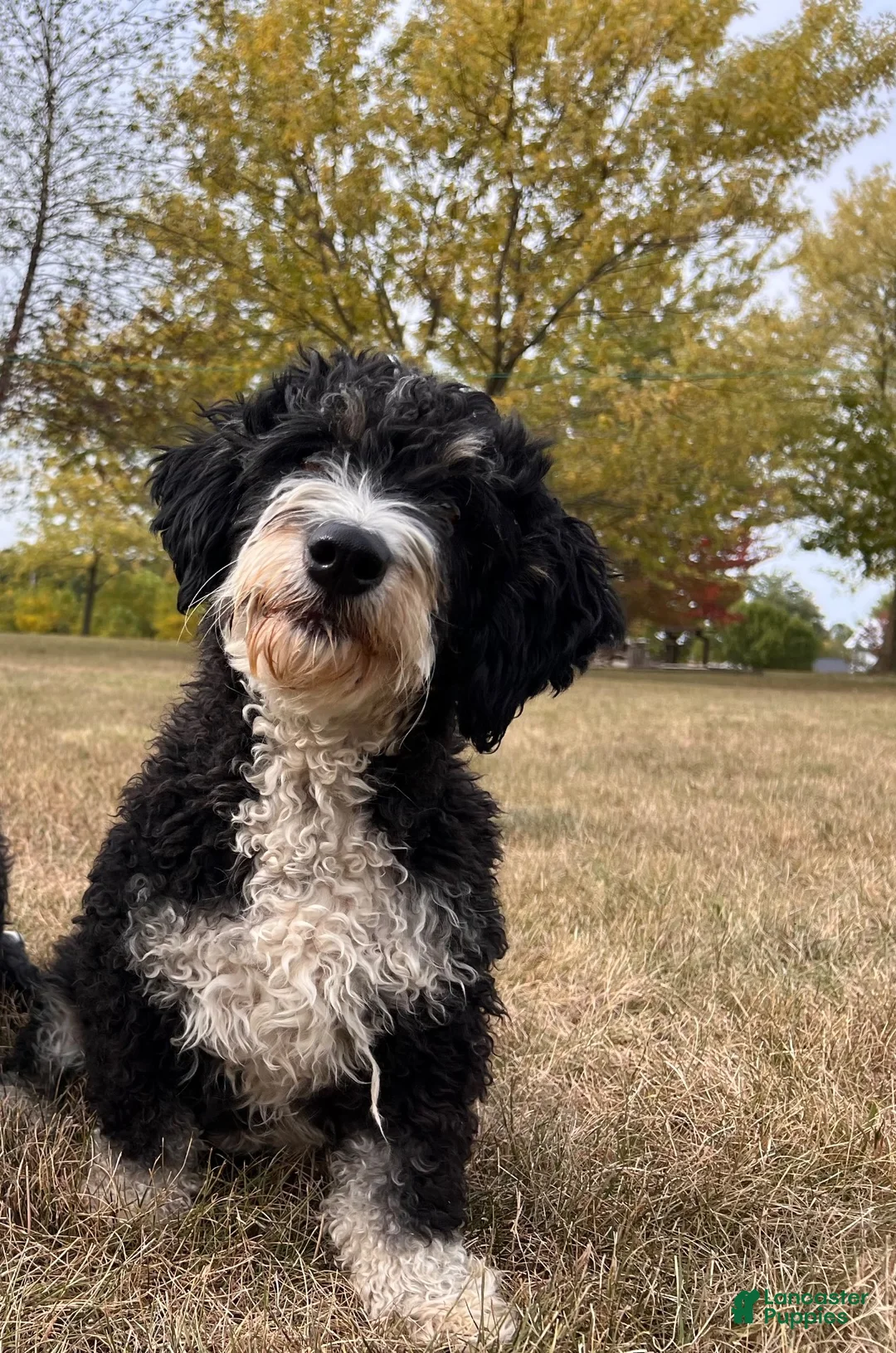 Mini Bernedoodle dogs for sale: Tilly - Ad 9