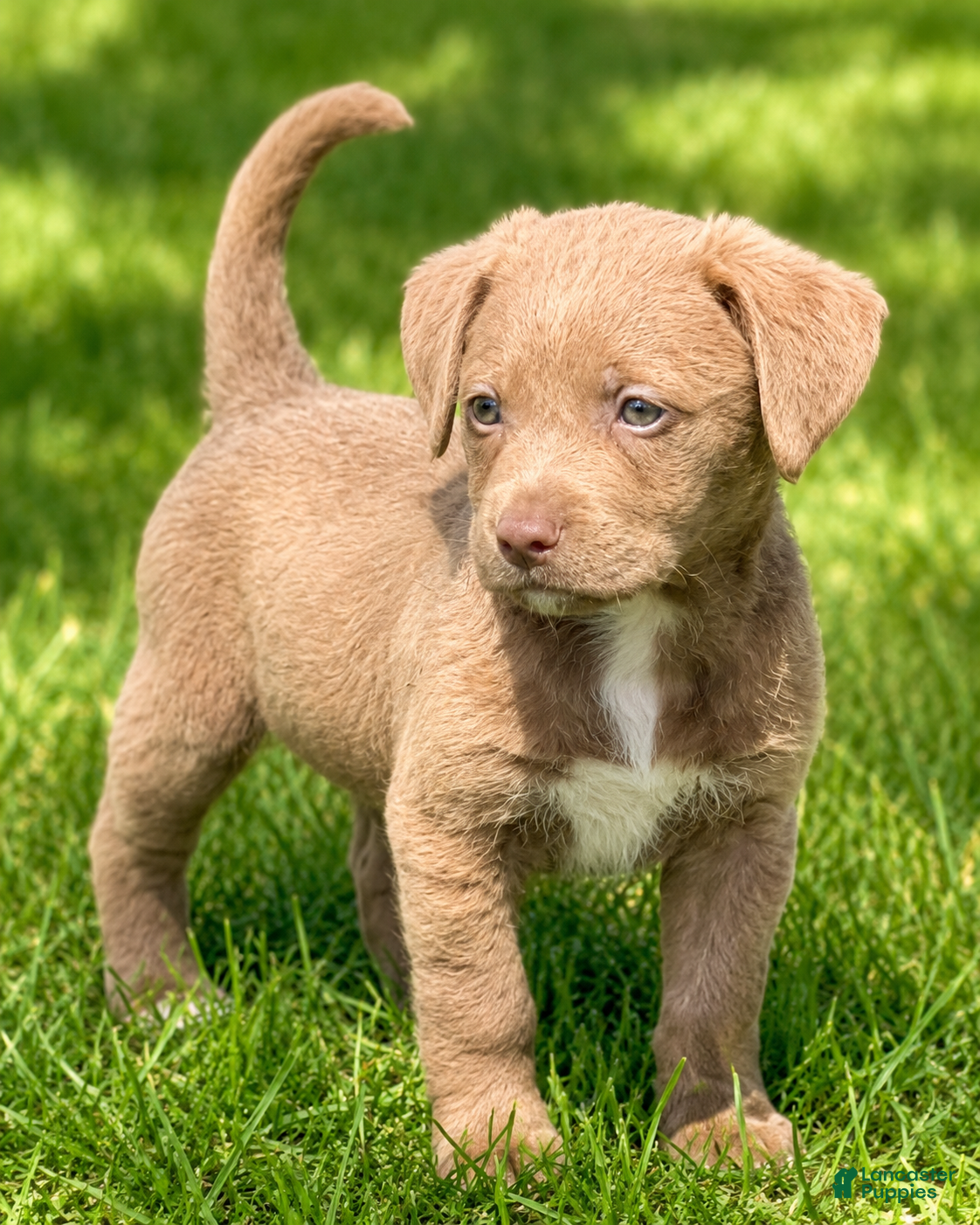 Mixed Breed dogs Raina - Ad 28