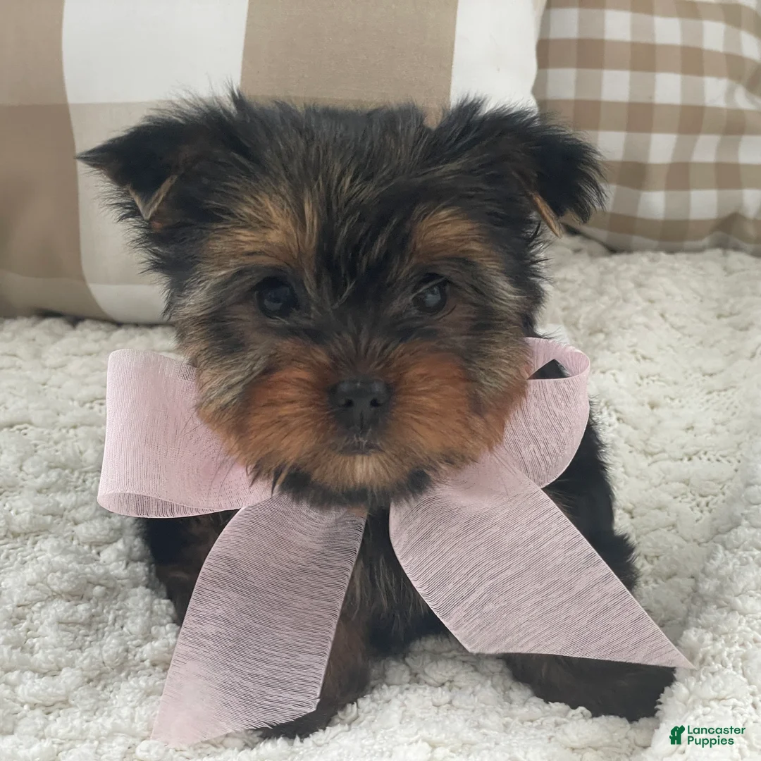 Yorkshire Terrier dogs for sale: Freya - Ad 7