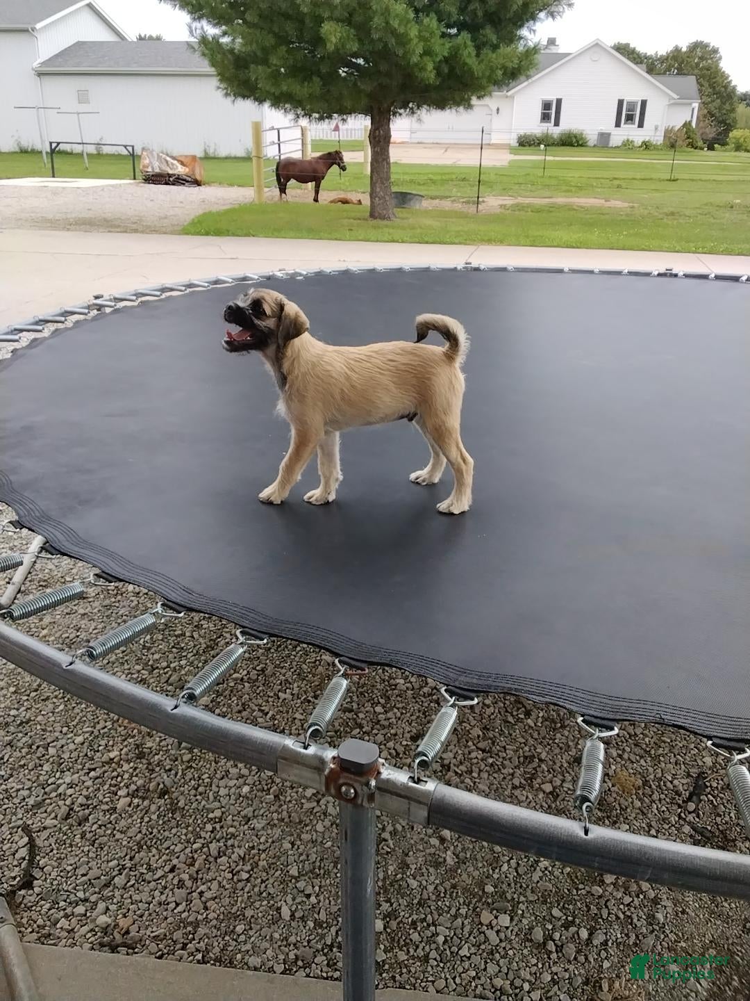 Pug dogs Kipp - Ad 2