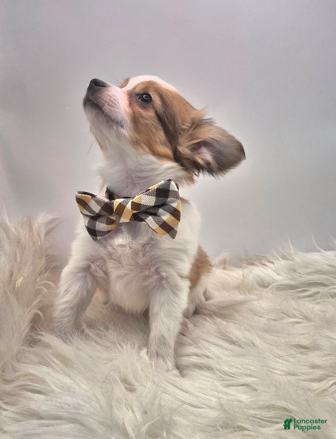 Papillon dogs for sale: Red male(Scout) - Ad 6