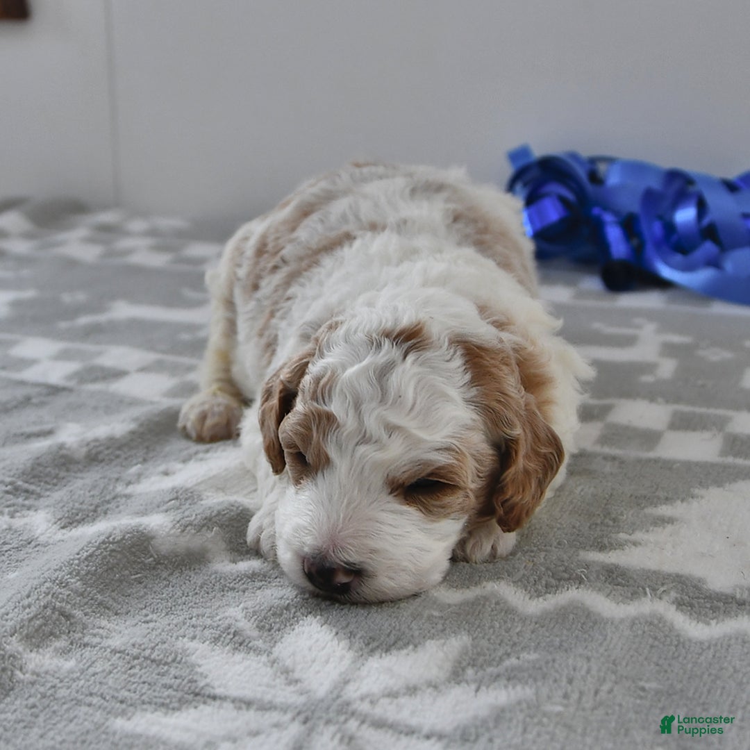 Mini Goldendoodle dogs for sale: Fletcher - Ad 11