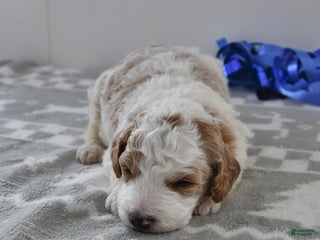 Mini Goldendoodle dogs Fletcher - Ad 7