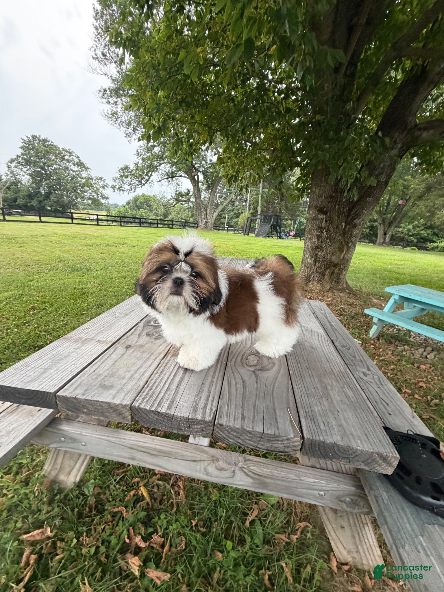 Shih Tzu dogs Beethoven - Ad 23