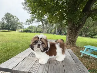 Shih Tzu dogs Beethoven - Ad 23
