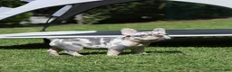 French Bulldog dogs for sale: Lora  - Ad 7