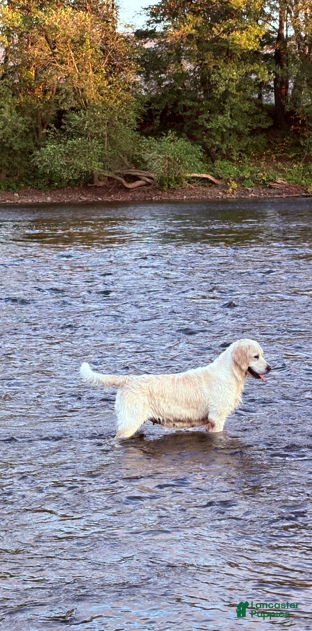 Golden Retriever dogs for sale: Golden Retriever Puppy 1 - Ad 4