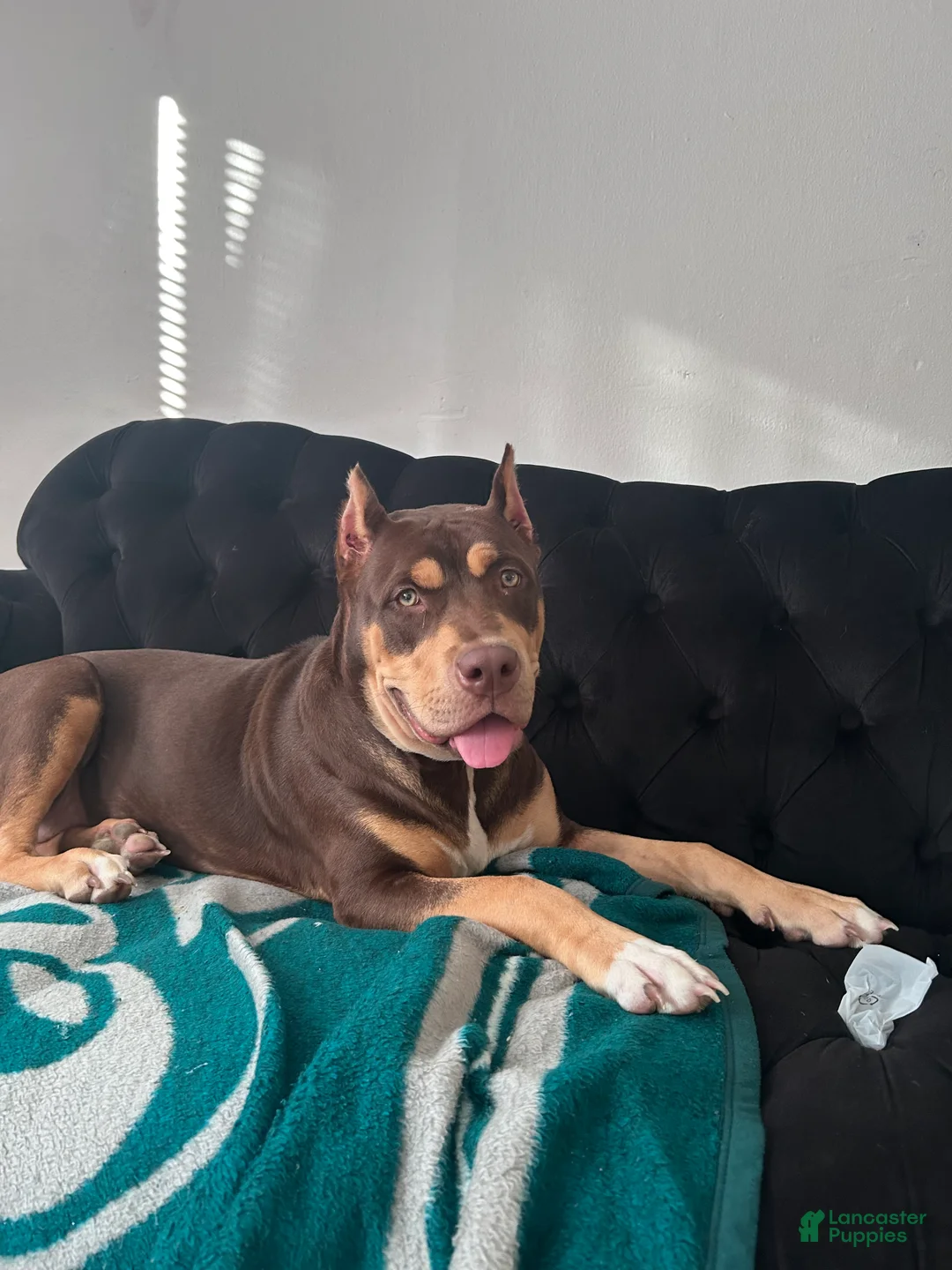 American Bully dogs for sale: American Bully Puppy 2 - Ad 1