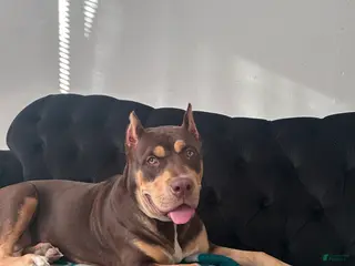 American Bully dogs for sale: American Bully Puppy 2 - Ad 1