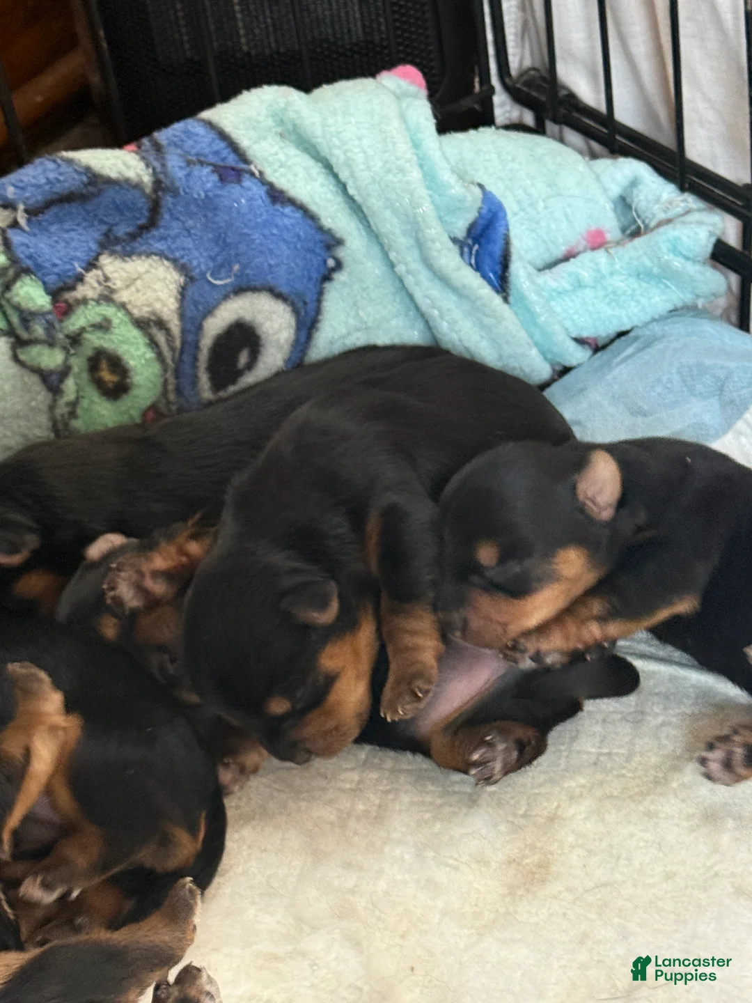 Yorkshire Terrier dogs for sale: Asia - Ad 2