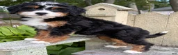 Mini Bernedoodle dogs for sale: 💚IN BOSTON MASSACHUSETTS AREA💚TRADITIONAL TRI COLOR💚MINI BERNEDOODLE BOY💚 - Ad 4