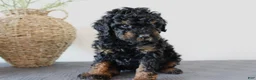 Mini Goldendoodle dogs for sale: Hendrix - Ad 1