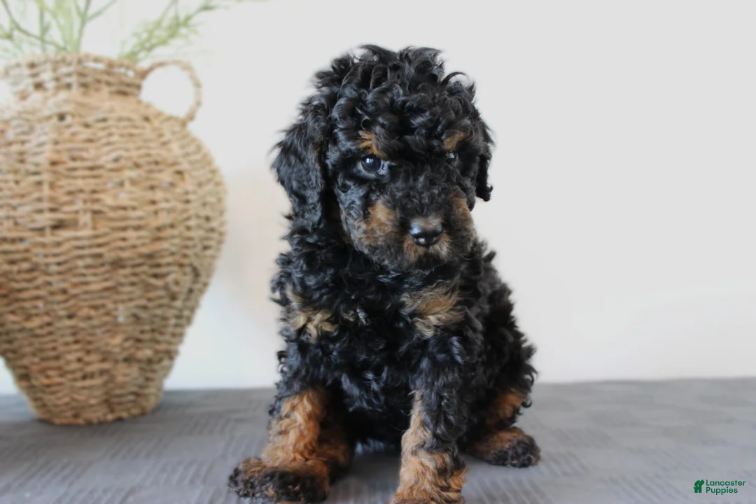 Mini Goldendoodle dogs for sale: Hendrix - Ad 1