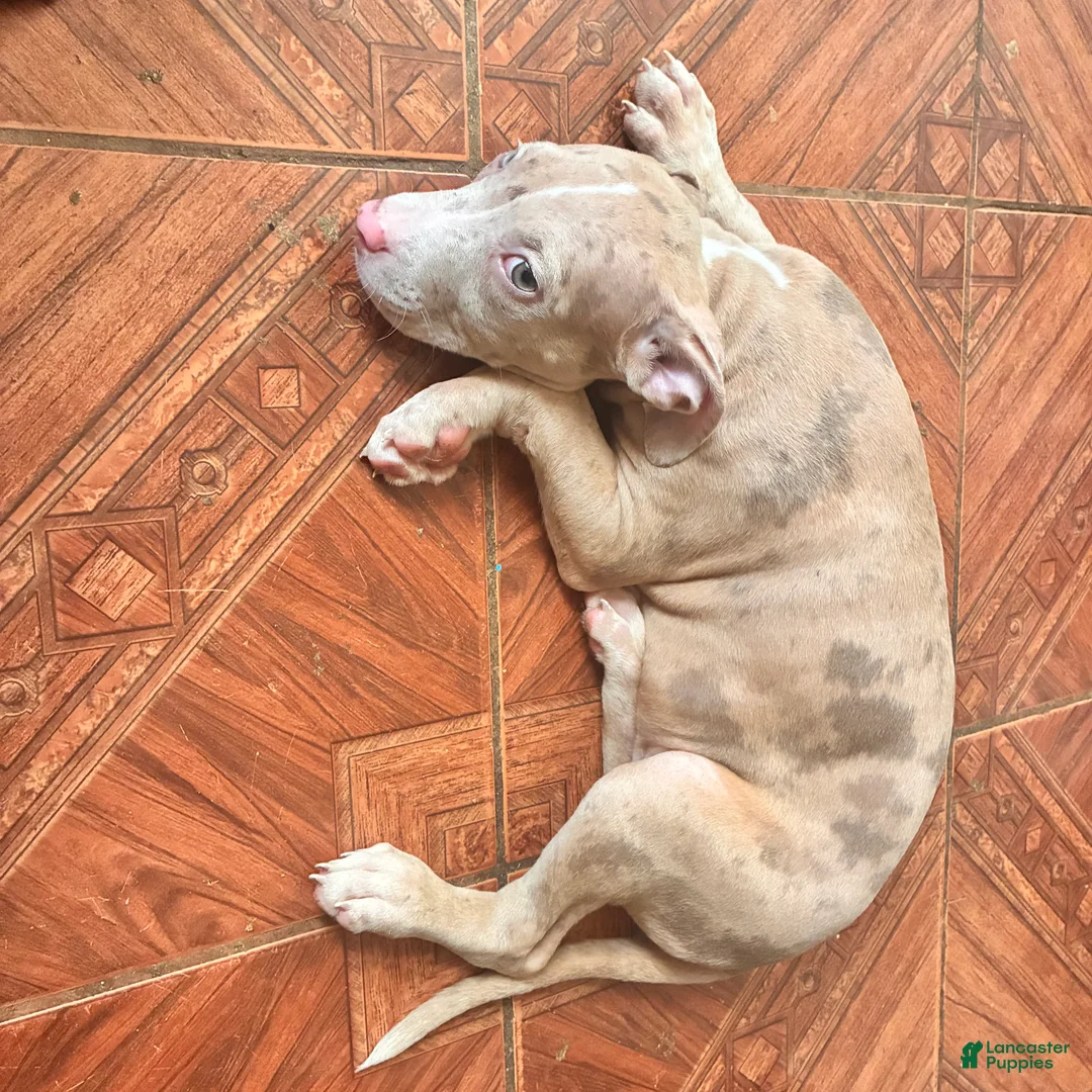 Mixed Breed dogs for sale: Mixed Breed 5 - Ad 2